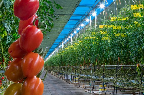 greenhouse2