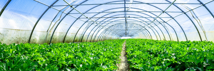 greenhouse6