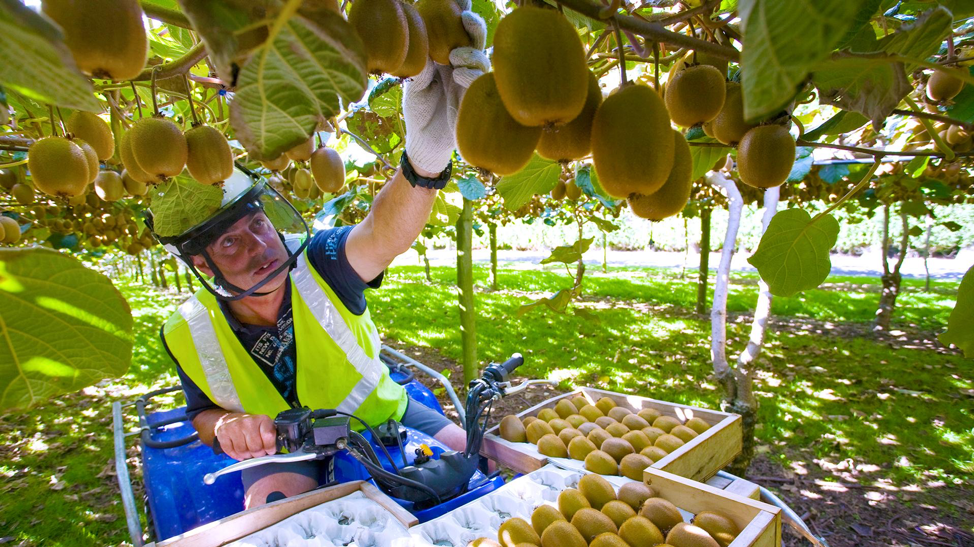 growing kiwifruit