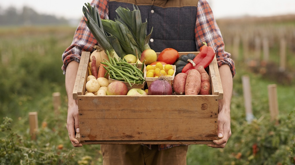 harvest