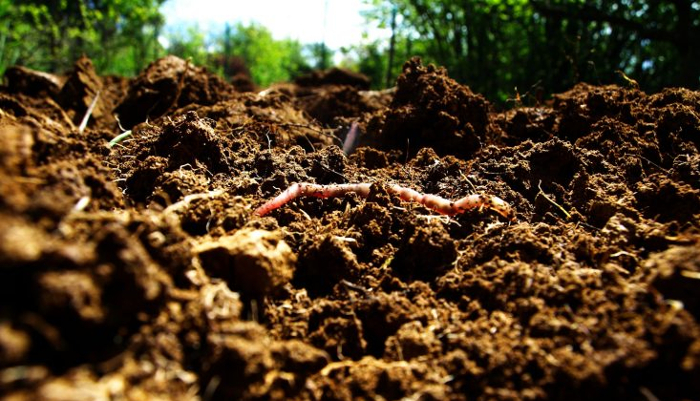 healthy soil