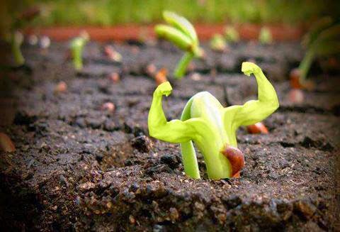 healthyplant1