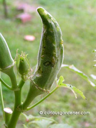 helicoverpa