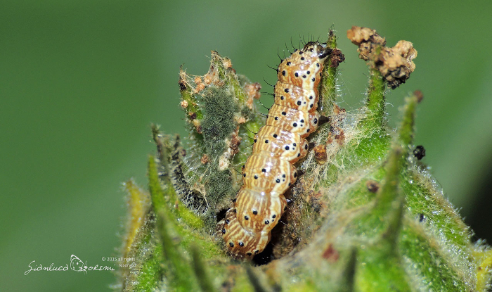 helicoverpa armigera