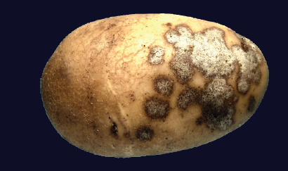 helminthosporium solani