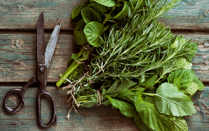 herbs1