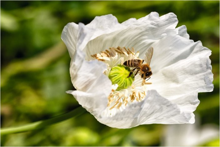 honey bee on a flower