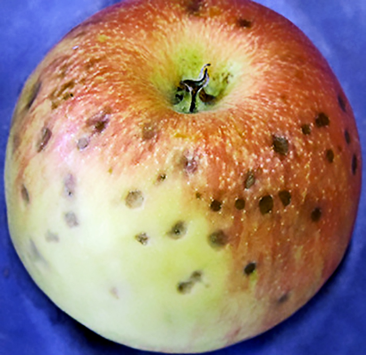 honeycrisp apple2 740