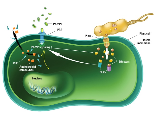 immune44