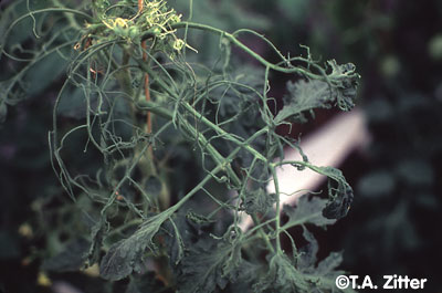iologikes astheneies tomatas1