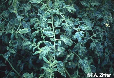 iologikes astheneies tomatas2