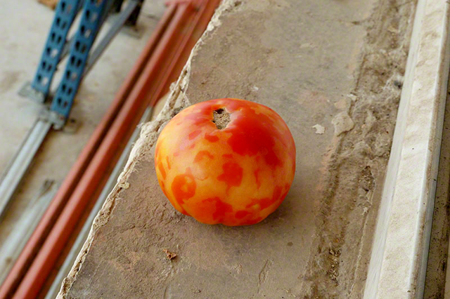iologikes astheneies tomatas3