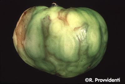 iologikes astheneies tomatas4