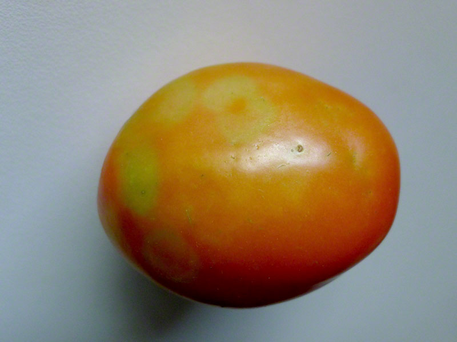 iologikes astheneies tomatas5