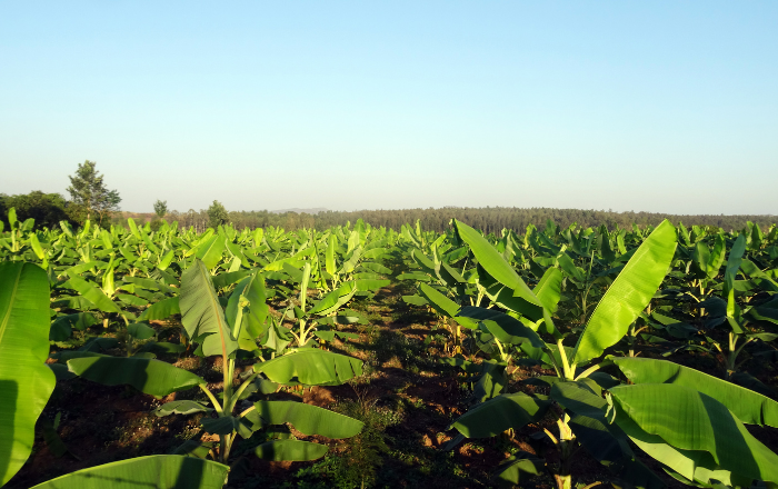 kalliergeia bananas