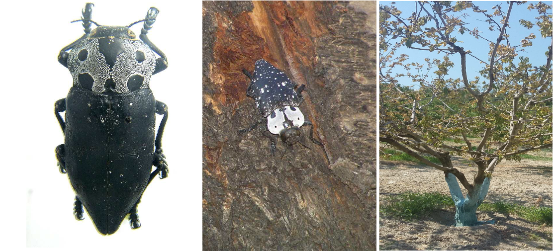 kapnwdeis amygdalia