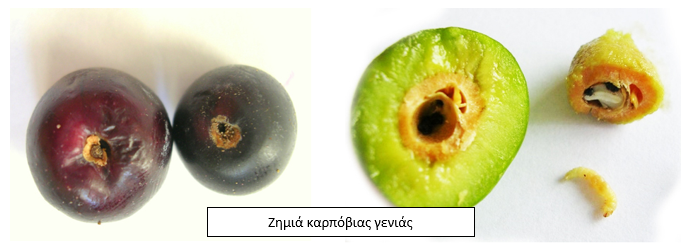 kaprovias genias