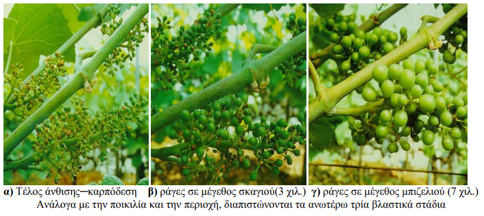 karpodesh gyalisma