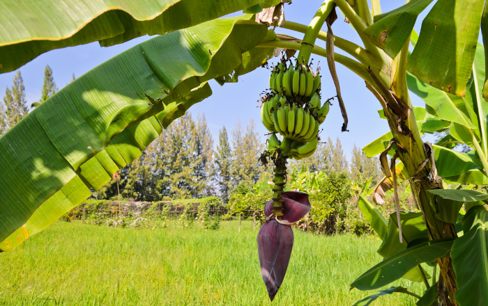 karpoi bananas 1