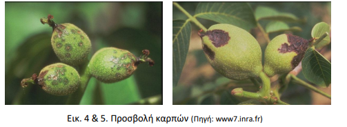 karpoi karudias