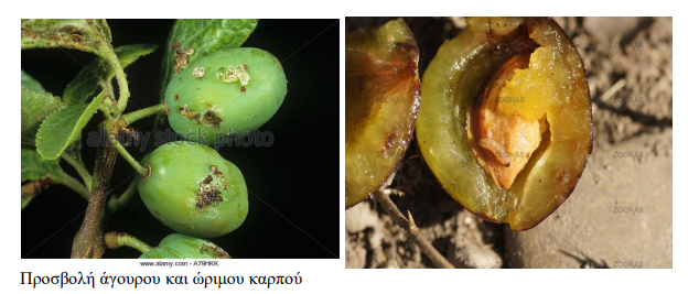 karpokapsa damaskinias