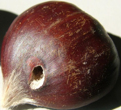 karpokapsa kastano