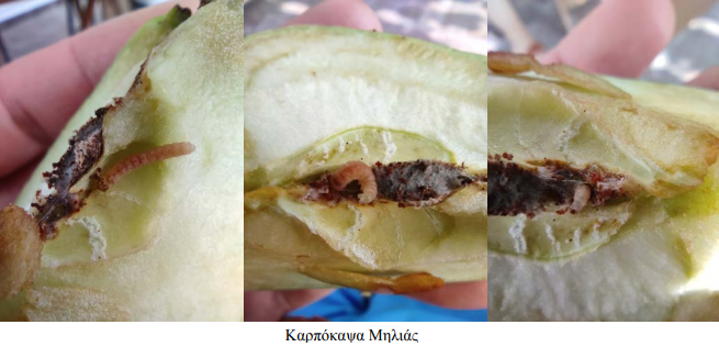 karpokapsa mhlias