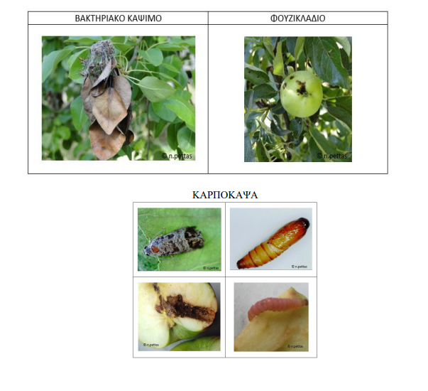 karpokopsa miloeidi