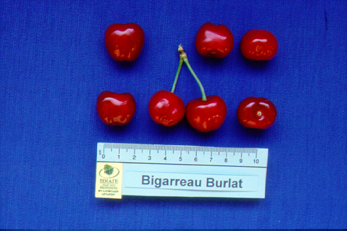 kerasi bigarreau burlat