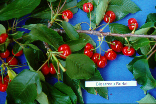 kerasi bigarreau burlat2