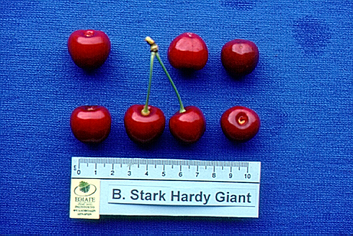 kerasi bigarreau stark hardy giant1