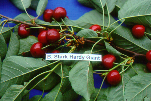 kerasi bigarreau stark hardy giant2