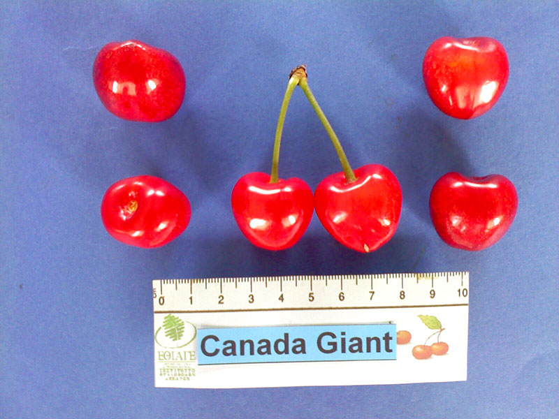 kerasi canada giant1