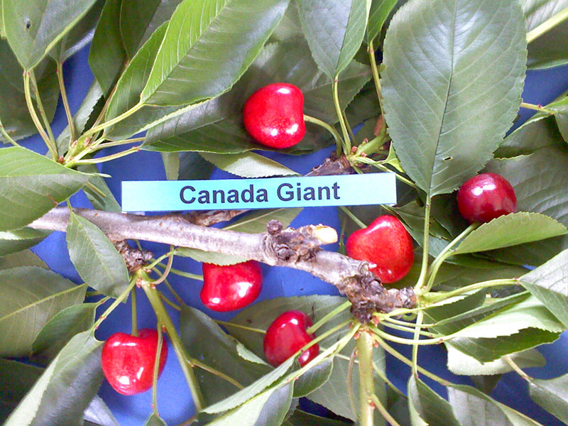 kerasi canada giant2
