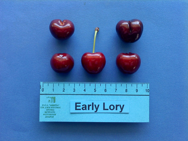 kerasi early lory123