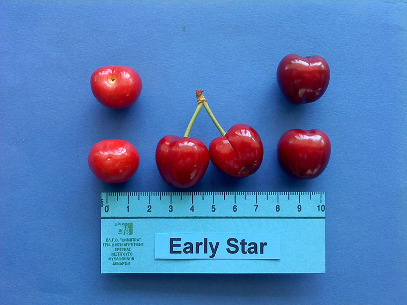 kerasi early star panaro2