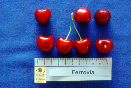 kerasi ferrovia1