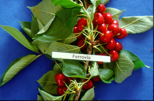 kerasi ferrovia2