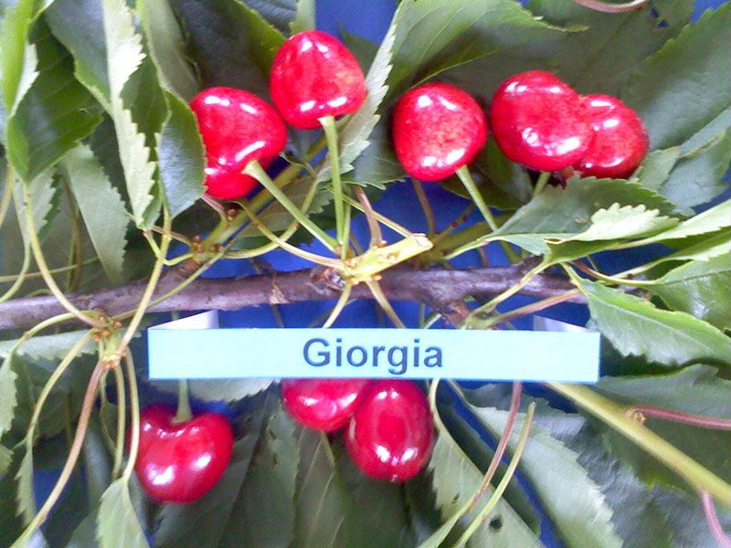 kerasi georgia2
