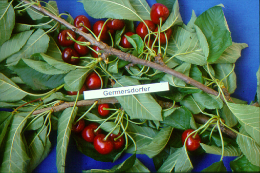 kerasi germersdorfer2