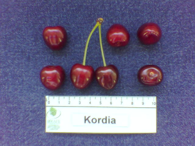 kerasi kordia1