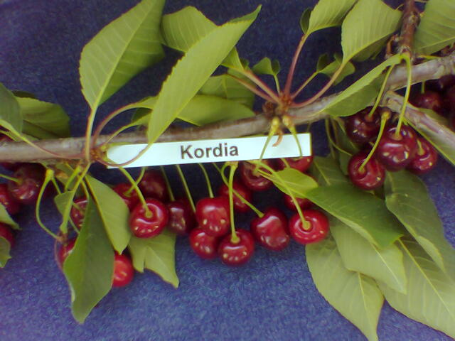 kerasi kordia2