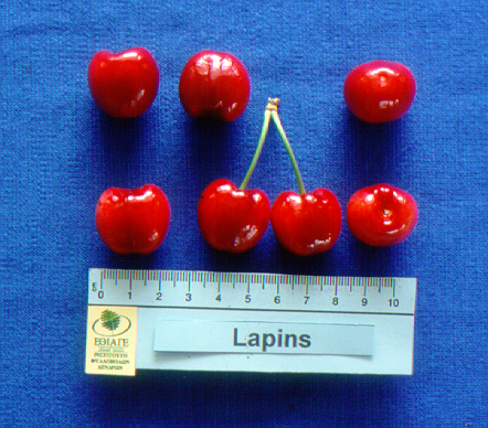 kerasi lapins1