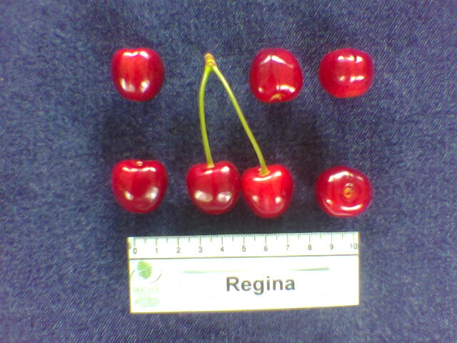 kerasi regina1