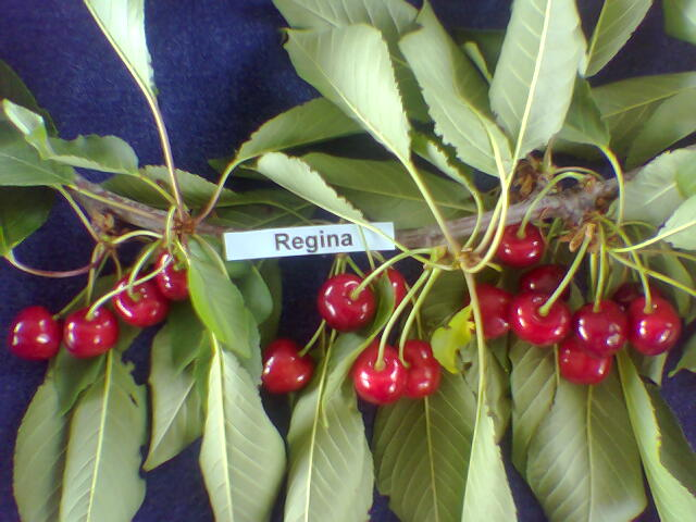 kerasi regina2