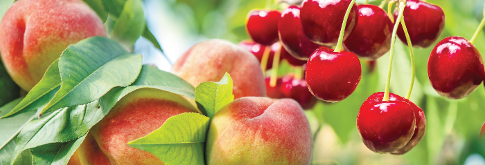 kerasi rodakino