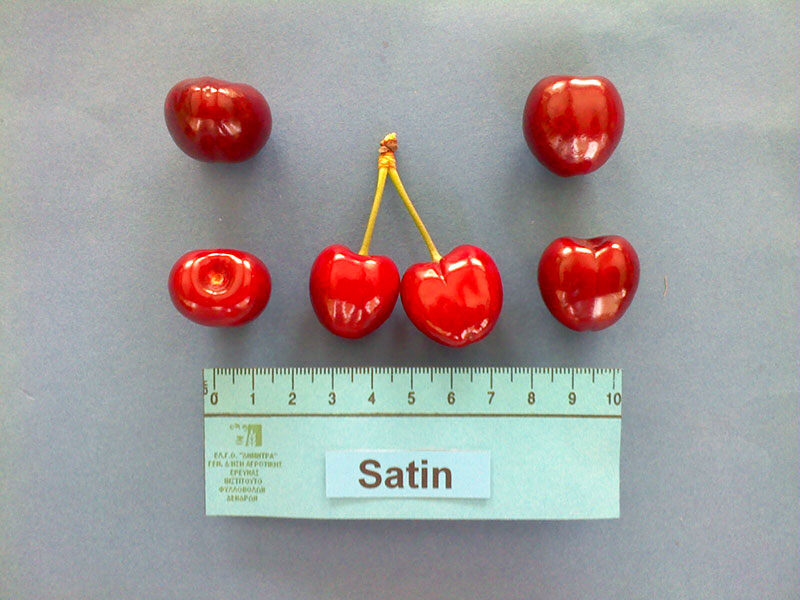 kerasi satin 123