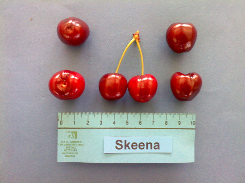 kerasi skeena