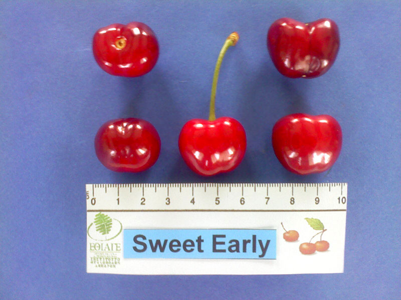kerasi sweet early panaro12