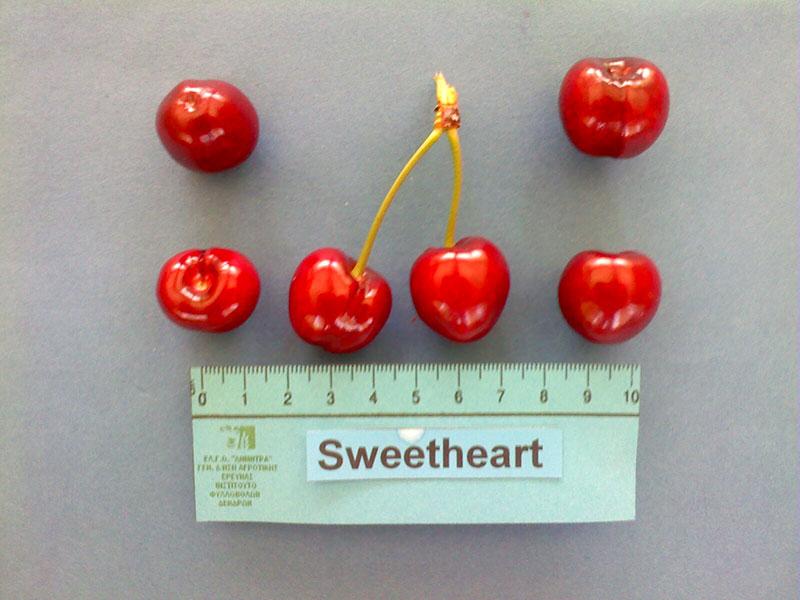 kerasi sweetheart
